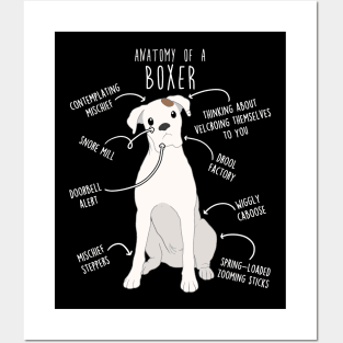 Boxer Dog White Check Anatomy Posters and Art